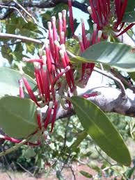 Image result for Viscum bagshawei