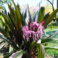 Image result for Crinum asiaticum