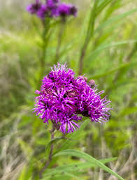 Prairie Ironweed, Vernonia fasciculata