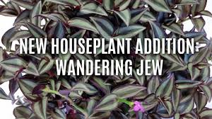 If light is not sufficient it may develop some leggy stems. New Houseplant Addition Wandering Jew Youtube