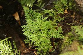 Image result for Selaginella goudotiana