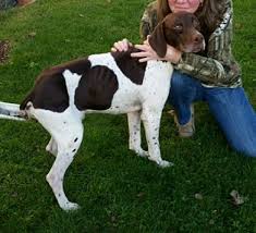 We are pleased to announce the breeding of caliber and jedi. Streetsboro Oh German Shorthaired Pointer Meet Georgie A Pet For Adoption