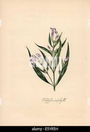 Image result for Strobilanthes anisophylla