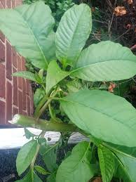 Image result for Vernonia conferta