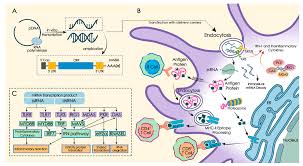 Feb 25, 2021 · the researchers have shown that the protein expression of mrna delivered by the cne through i.m. Rna Vaccine Wikipedia