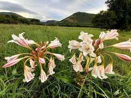 Image result for Crinum macowanii