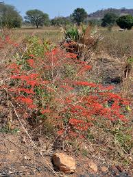 Image result for Combretum microphyllum