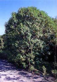 Image result for Myoporum laetum