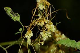 Image result for Cuscuta hyalina