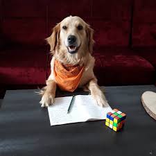 Pups Goldies World Goldenlove Insta Goldenlove Insta Golden Retriever Love Goldenretrievers Goldenretrievers