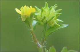 Image result for Pycreus muricatus