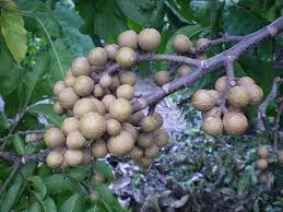 Image result for Pentadiplandra brazzeana