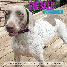 Akc national breed club member. So What Are Piebalds They Look Like German Shorthaired Pointers That Are Gray The Question Of Course Is Are Aggressive Dog Weimaraner Dog Training Obedience