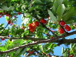 Get the best of the web with zapmeta. Planting And Caring For Fruit Trees A Guide Arborist Now