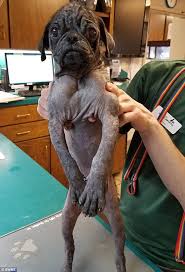 The average cost for all pugs sold in the texas area is $900. Shocking Pictures Of A Neglected Hairless Pug Show How He Changed Once He Was Rescued Daily Mail Online