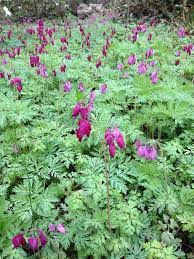 Dicentra Formosa Bacchanal Purple Western Bleeding Heart Charming Garden Bleeding Heart Shade Perennials