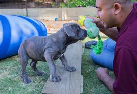 Before enrolling in obedience classes, please watch our introduction to dog training video, where you'll learn about our program and the variety of classes and playgroups we offer. Time To Train Your Pup Here S Some Dog Training Clubs Around Perth