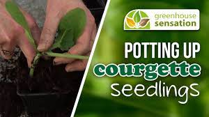 We did not find results for: How To Grow Courgettes Potting Up Courgette Seedlings Youtube