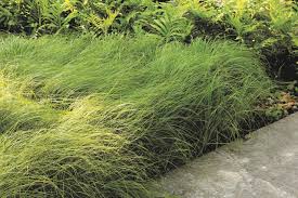 Image result for Carex sp.no.1