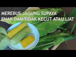 Memulai cara menanam jagung yang berkualitas, tentu sangat berpengaruh dengan kualitas perawatannya. Cara Merebus Jagung Agar Empuk