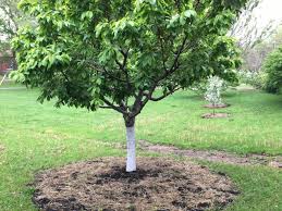 Article by megan | garden smart & get more food from your vegetable. The Ultimate Guide To Fruit Tree Mulch Choices And Benefits