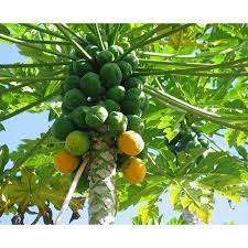 It isn't difficult to tell the difference between a male and a female papaya tree. 10 15 Feet Well Watered Papaya Plant Rs 12 Piece Green Heaven Id 10311998373
