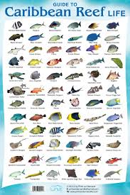 coral reef fish species fish chart diving reef aquarium