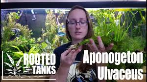 Aponogeton crispus flowering by pitney/alecto.physics.uiuc.edu (john pitney) (tue, 10 feb 1998). Plant Spotlight Aponogeton Ulvaceus Youtube