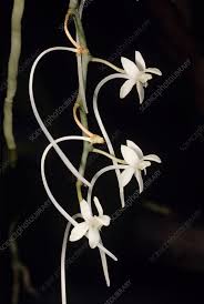 Image result for Aerangis appendiculata