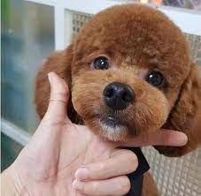 Pin On Cute Dog S Grooming Styles