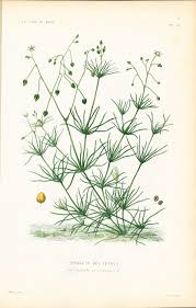 Image result for Spergula