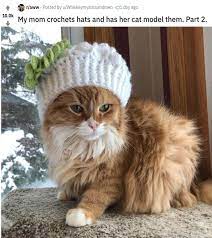 14 Cat Posts That You Can Admire Even If You Don T Have A Cat Of Your Own Cat Post Crochet Cat Cat Hat