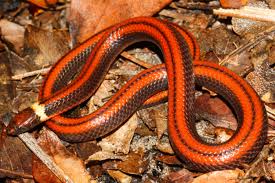 Image result for Lotononis serpentinicola