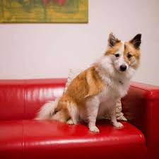 Sind in ihrem mietvertrag individuelle (nicht vorgefertigte). Vermieter Darf Kleintiere Nicht Pauschal Verbieten Wohnen