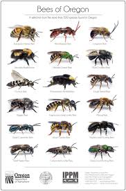 Educators Oregon Bee Project In 2020 Bee Remedies For Bee Stings Pest Prevention