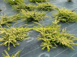 L'arbuste persistant étalé dont les branches horizontales retombent légèrement au sol et qui ne peut être planté que dans des haies basses ou pour masquer un élément du jardin peu décoratif (euonymus fortunei 'emeral gaiety', ceanothus 'repens' …) Les Plantes Couvre Sol