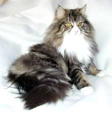 Nimrod Norwegian Forest Cats Pretty Tabby And White Norwegian Forest Cat Forest Cat Norwegian Cat