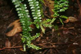 Image result for Asplenium normale