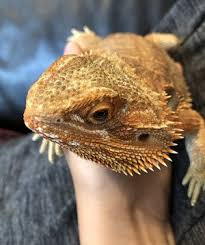 A wide variety of are bearded dragons options are available to you, such as material, feature, and application. Is Bearded Dragon A Good Pet Pros And Cons Care Guides For Pet Lizards