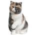 British Shorthair Vs Scottish Fold [ 2020 ]