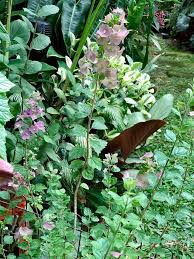 Image result for Karomia tettensis