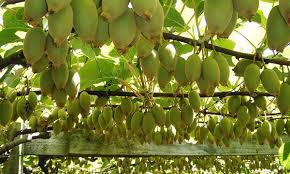 Maybe you would like to learn more about one of these? Kiwi Vine Male Female