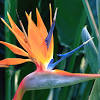 Their gorgeous colors and fantastical trailing plumes gave birds of paradise range from the size of a starling to the size of a crow. 1