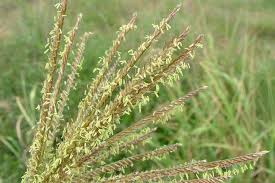 Image result for Chloris pilosa