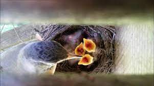 Newborn To Adult In 12 Days Robins Nest Timelapse Buy Sell Or Upload Video Content With Newsflare