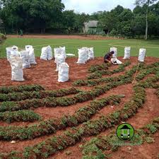 Rumput jepang, rumput gajah mini, pohon palem, pohon. Jual Rumput Gajah Mini Harga Rumput Gajah Mini Tukang Rumput Gajah Mini