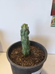 Image result for Lophocereus