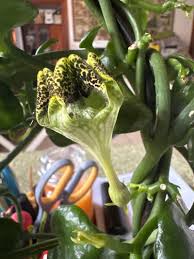 Image result for Ceropegia monteiroae