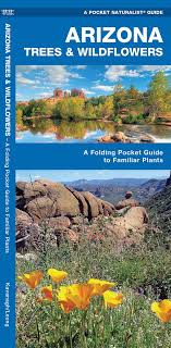 As of april 30, there were no statewide travel restrictions in arizona. Arizona Trees Wildflowers A Folding Pocket Guide To Familiar Plants Wildlife And Nature Identification Kavanagh James Leung Raymond 9781583551882 Amazon Com Books