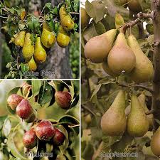 Visit & lookup immediate results now. Pear Family Tree 1 4m Tall Multi Grafted Tree In 3 Litre Pot Grattan